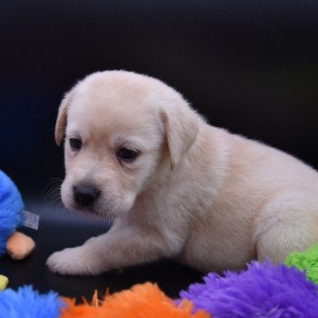 chiot Retriever du Labrador sable Collier moutarde élevage du Fond de la Noye