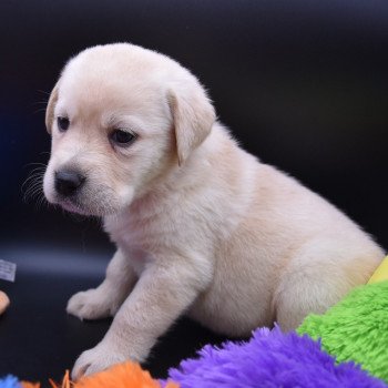 chiot Retriever du Labrador sable Collier moutarde élevage du Fond de la Noye