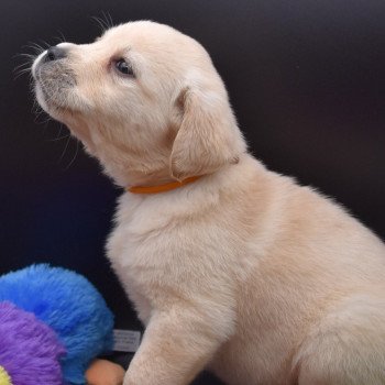 chiot Retriever du Labrador sable Collier moutarde élevage du Fond de la Noye