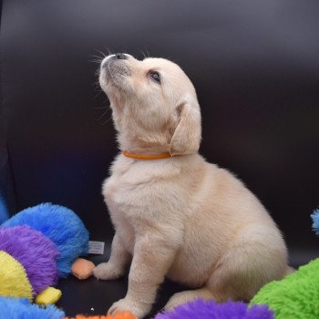 chiot Retriever du Labrador sable Collier moutarde élevage du Fond de la Noye