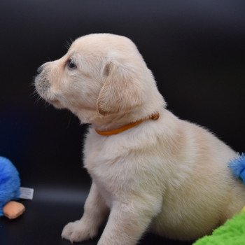 chiot Retriever du Labrador sable Collier moutarde élevage du Fond de la Noye chiot Retriever du Labrador sable Collier moutarde élevage du Fond de la Noye