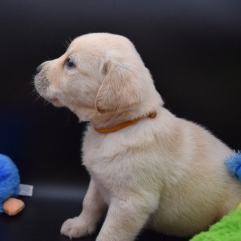 chiot Retriever du Labrador sable Collier moutarde élevage du Fond de la Noye