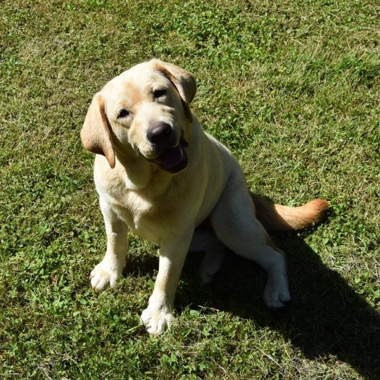 Rolex du Fond de la Noye Femelle Retriever du Labrador