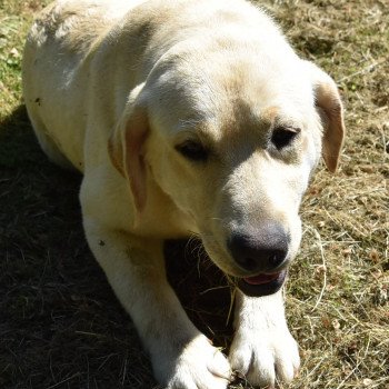 chien Retriever du Labrador sable Rolex élevage du Fond de la Noye