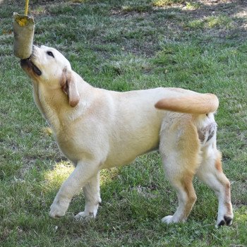 chien Retriever du Labrador sable Rolex élevage du Fond de la Noye