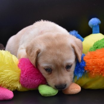 chiot Retriever du Labrador sable Collier rose élevage du Fond de la Noye