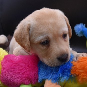 chiot Retriever du Labrador sable Collier rose élevage du Fond de la Noye