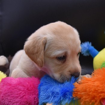 chiot Retriever du Labrador sable Collier rose élevage du Fond de la Noye