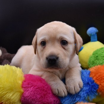 chiot Retriever du Labrador sable Collier rose élevage du Fond de la Noye