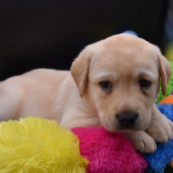 chiot Retriever du Labrador sable Collier rose élevage du Fond de la Noye