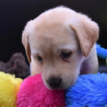 chiot Retriever du Labrador sable Collier rose élevage du Fond de la Noye