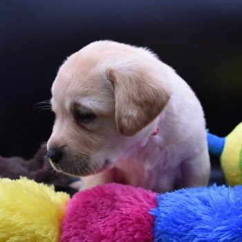 chiot Retriever du Labrador sable Collier rose élevage du Fond de la Noye