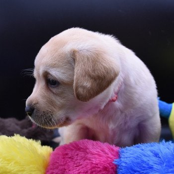 chiot Retriever du Labrador sable Collier rose élevage du Fond de la Noye