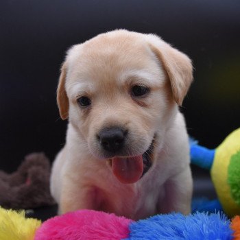 chiot Retriever du Labrador sable Collier rose élevage du Fond de la Noye