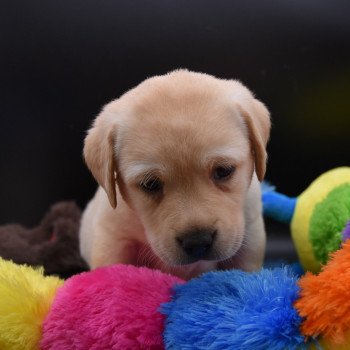 chiot Retriever du Labrador sable Collier rose élevage du Fond de la Noye