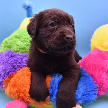 chiot Retriever du Labrador chocolat Collier rose élevage du Fond de la Noye