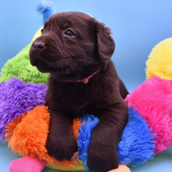 chiot Retriever du Labrador chocolat Collier rose élevage du Fond de la Noye