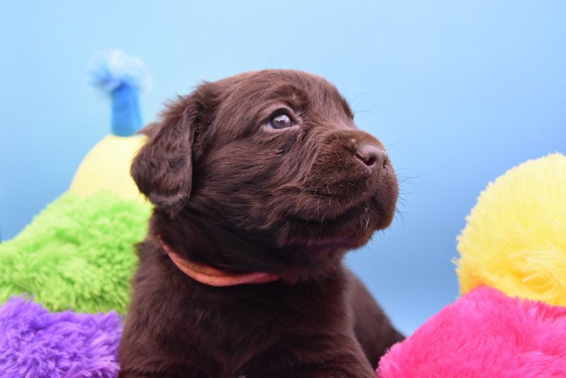 Scarlett du Fond de la Noye Femelle Retriever du Labrador