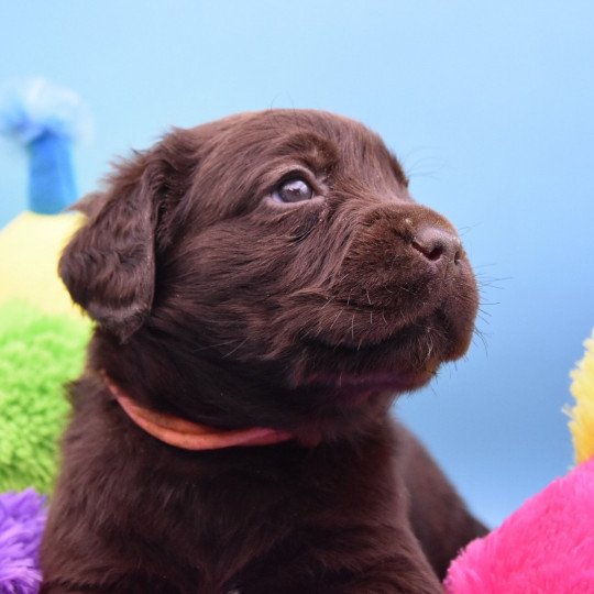 Scarlett du Fond de la Noye Femelle Retriever du Labrador