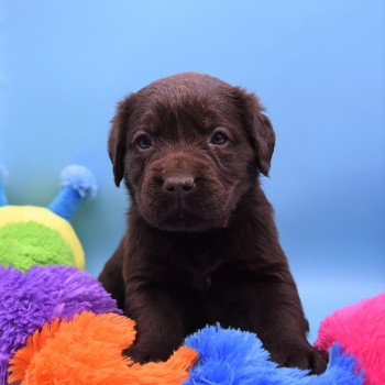 chiot Retriever du Labrador chocolat Collier rose élevage du Fond de la Noye