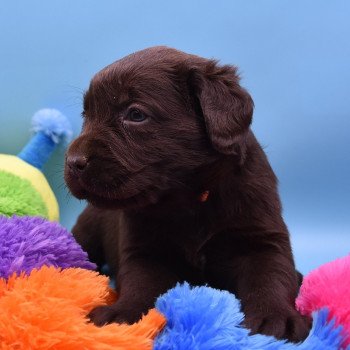 chiot Retriever du Labrador chocolat Collier rose élevage du Fond de la Noye