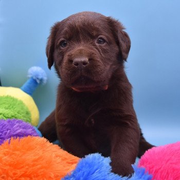 chiot Retriever du Labrador chocolat Collier rose élevage du Fond de la Noye