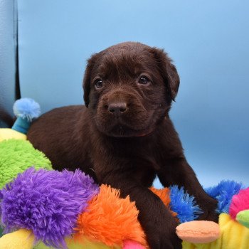 chiot Retriever du Labrador chocolat Collier rose élevage du Fond de la Noye