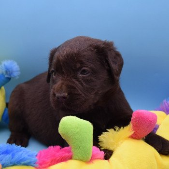 chiot Retriever du Labrador chocolat Collier rose élevage du Fond de la Noye