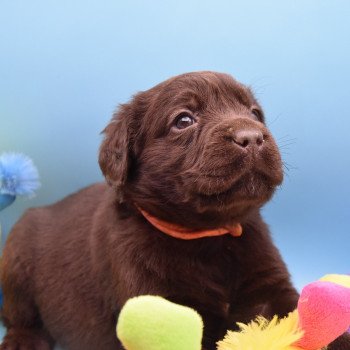 chiot Retriever du Labrador chocolat Collier rose élevage du Fond de la Noye