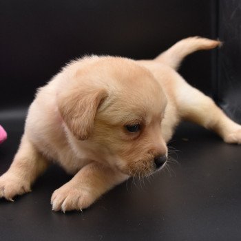 chiot Retriever du Labrador sable Collier rose fluo élevage du Fond de la Noye chiot Retriever du Labrador sable Collier rose fluo élevage du Fond de la Noye