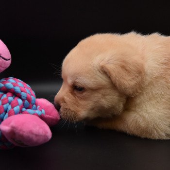 chiot Retriever du Labrador sable Collier rose fluo élevage du Fond de la Noye chiot Retriever du Labrador sable Collier rose fluo élevage du Fond de la Noye