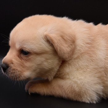 chiot Retriever du Labrador sable Collier rose fluo élevage du Fond de la Noye chiot Retriever du Labrador sable Collier rose fluo élevage du Fond de la Noye