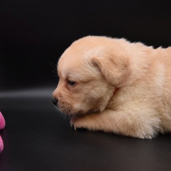 chiot Retriever du Labrador sable Collier rose fluo élevage du Fond de la Noye chiot Retriever du Labrador sable Collier rose fluo élevage du Fond de la Noye