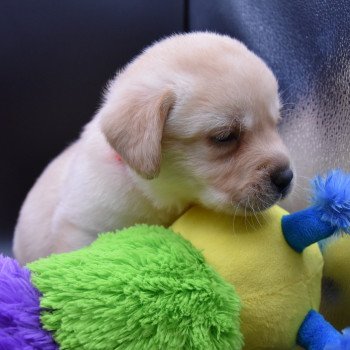 chiot Retriever du Labrador sable Collier rose fluo élevage du Fond de la Noye