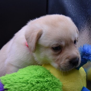 chiot Retriever du Labrador sable Collier rose fluo élevage du Fond de la Noye chiot Retriever du Labrador sable Collier rose fluo élevage du Fond de la Noye
