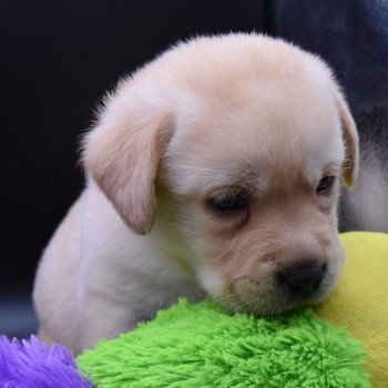 chiot Retriever du Labrador sable Collier rose fluo élevage du Fond de la Noye