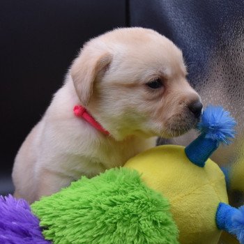chiot Retriever du Labrador sable Collier rose fluo élevage du Fond de la Noye chiot Retriever du Labrador sable Collier rose fluo élevage du Fond de la Noye