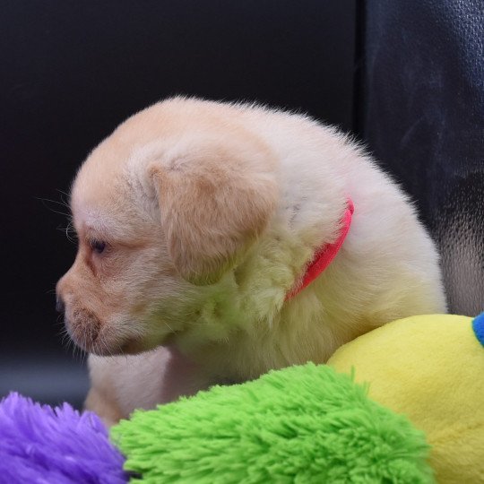 S'Helios du Fond de la Noye Mâle Retriever du Labrador