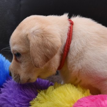 chiot Retriever du Labrador sable Collier rouge élevage du Fond de la Noye