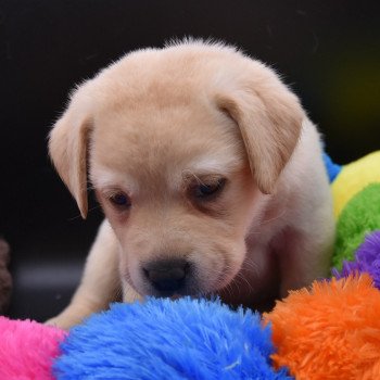 chiot Retriever du Labrador sable Collier rouge élevage du Fond de la Noye