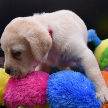 chiot Retriever du Labrador sable Collier rouge élevage du Fond de la Noye