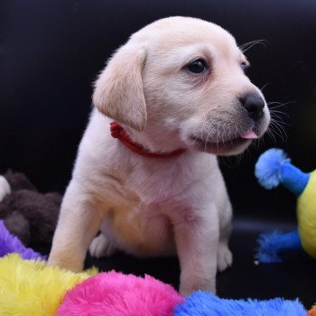 chiot Retriever du Labrador sable Collier rouge élevage du Fond de la Noye