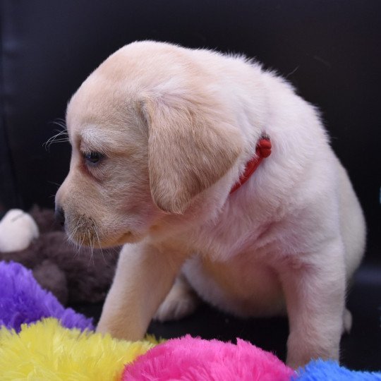 S'Zannah du Fond de la Noye Femelle Retriever du Labrador