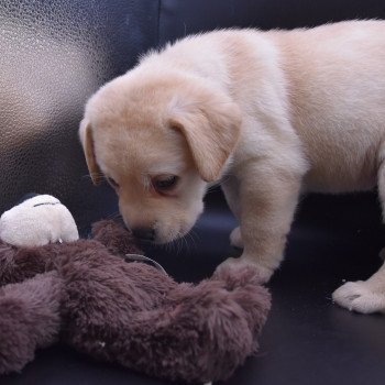 chiot Retriever du Labrador sable Collier rouge élevage du Fond de la Noye