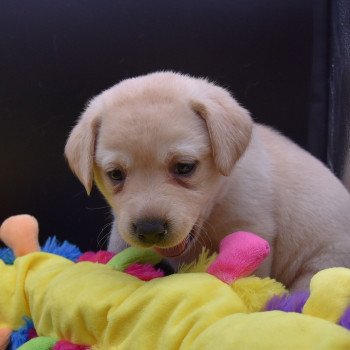 chiot Retriever du Labrador sable Collier rouge élevage du Fond de la Noye