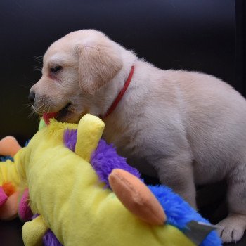 chiot Retriever du Labrador sable Collier rouge élevage du Fond de la Noye