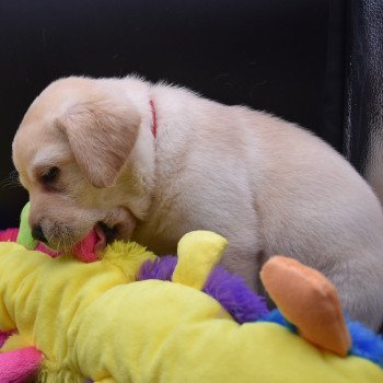 chiot Retriever du Labrador sable Collier rouge élevage du Fond de la Noye