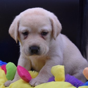 chiot Retriever du Labrador sable Collier rouge élevage du Fond de la Noye