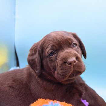 chiot Retriever du Labrador chocolat Collier rouge élevage du Fond de la Noye