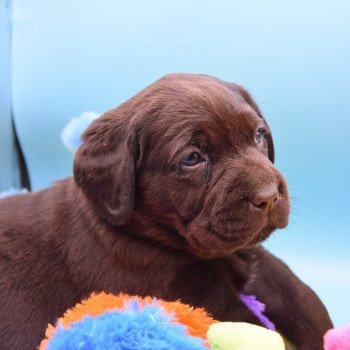 chiot Retriever du Labrador chocolat Collier rouge élevage du Fond de la Noye chiot Retriever du Labrador chocolat Collier rouge élevage du Fond de la Noye